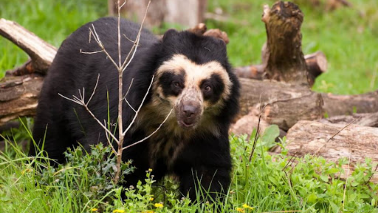 Ayılar Hakkında Bilmediğiniz Ilginç Gerçekler (9)