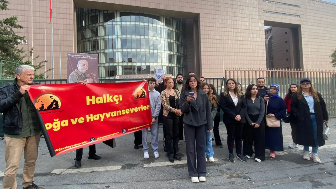 Bakırköy Adliyesi’ndeki Kedilerin Toplatılması Kararı Geri Çekildi Kedi Evleri Yapılacak (2)