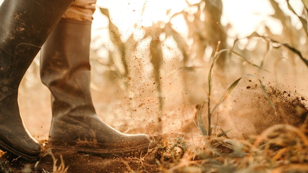 Çiftçilere 1,5 Milyar Liralık Ödeme! (2)