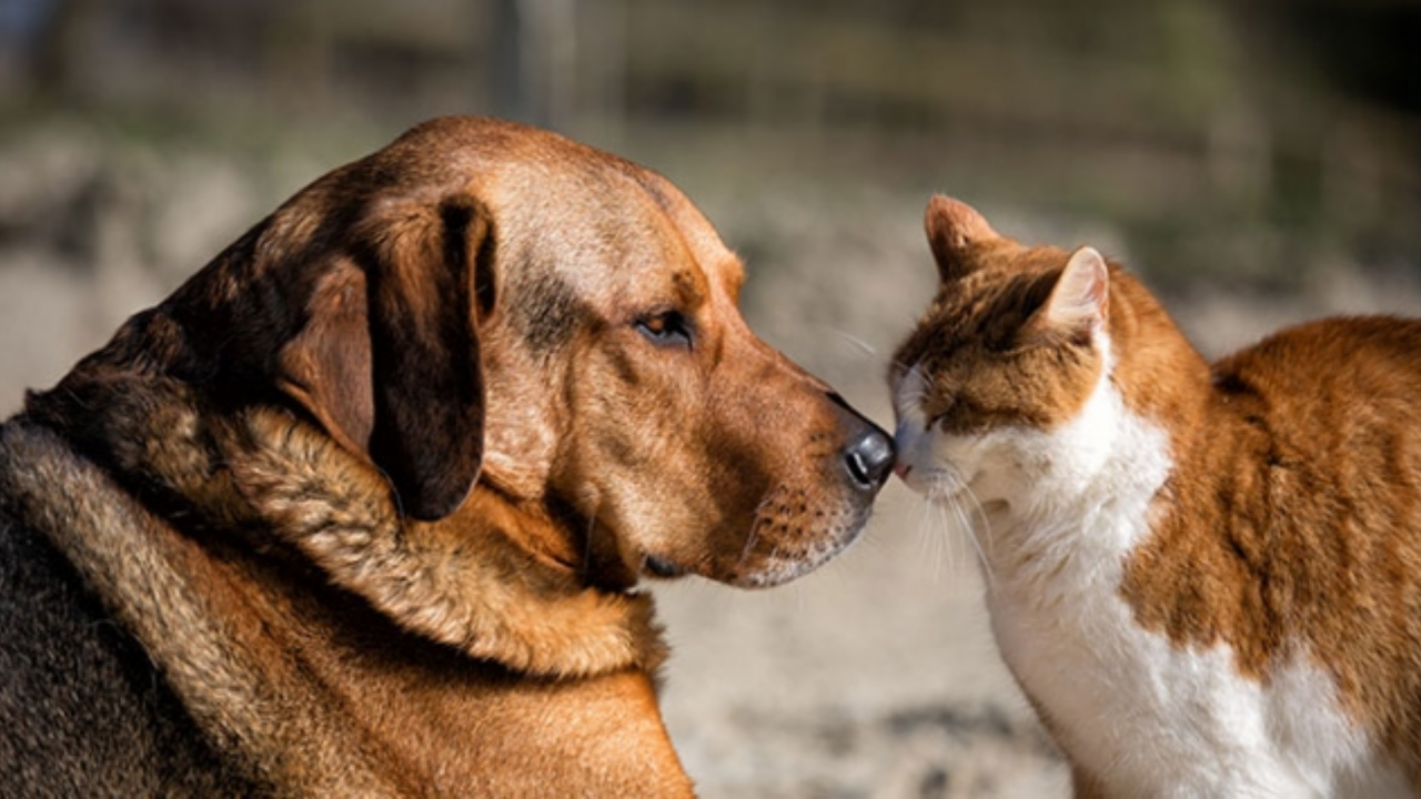 İstanbul Valiliği'nin Hayvanlarıyla Ilgili Kararına Hukukçudan Tepki “Besleme Yasağı Kanunsuz, Geçersiz”