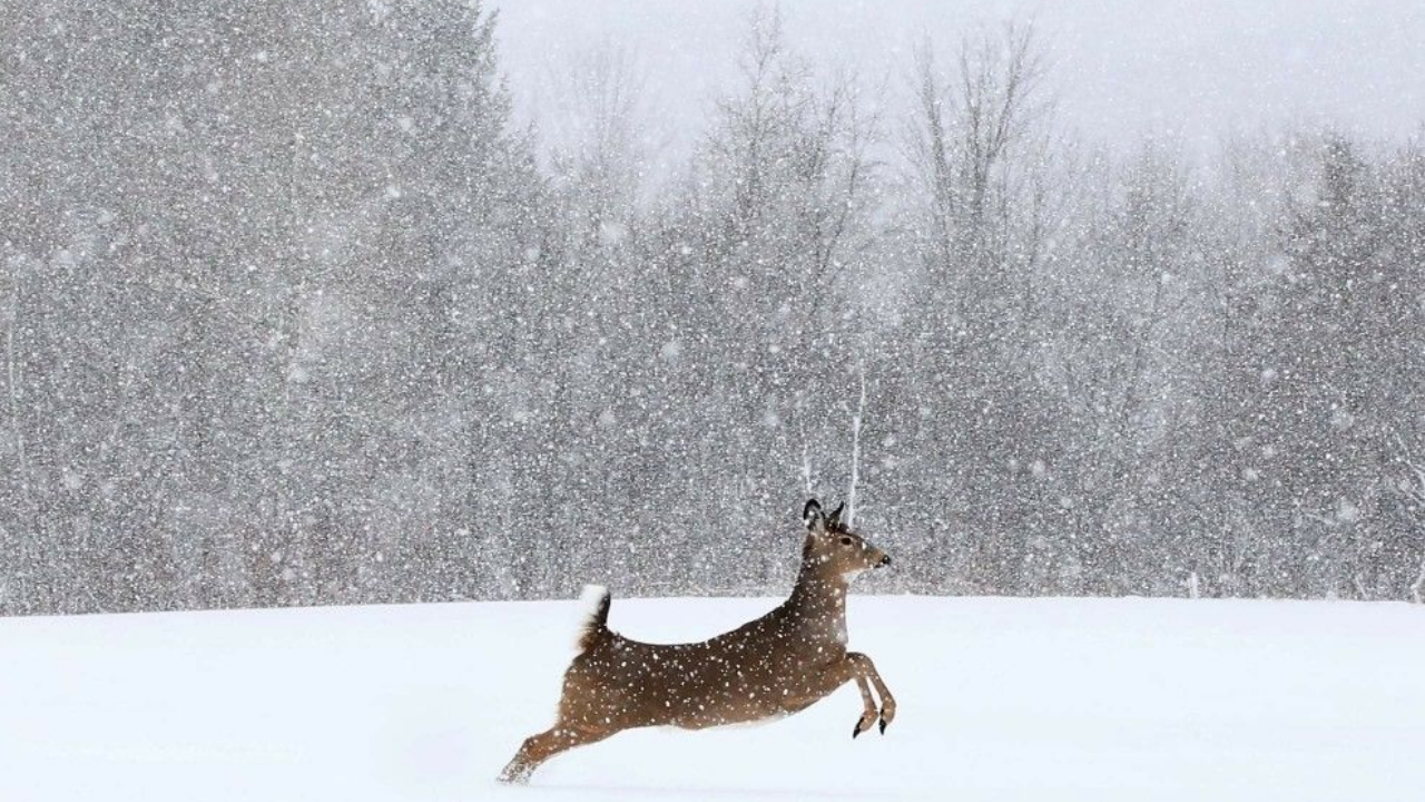 Kar Yağınca Hava Neden Isınır (1)