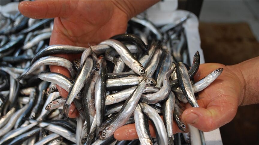 Karadeniz'de Hamsi Bolluğu Kilosu 75 Liradan Satılıyor 6