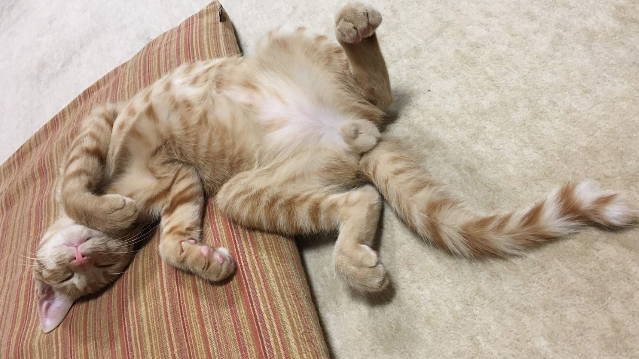 Kediler Neden Çok Uyur (1)