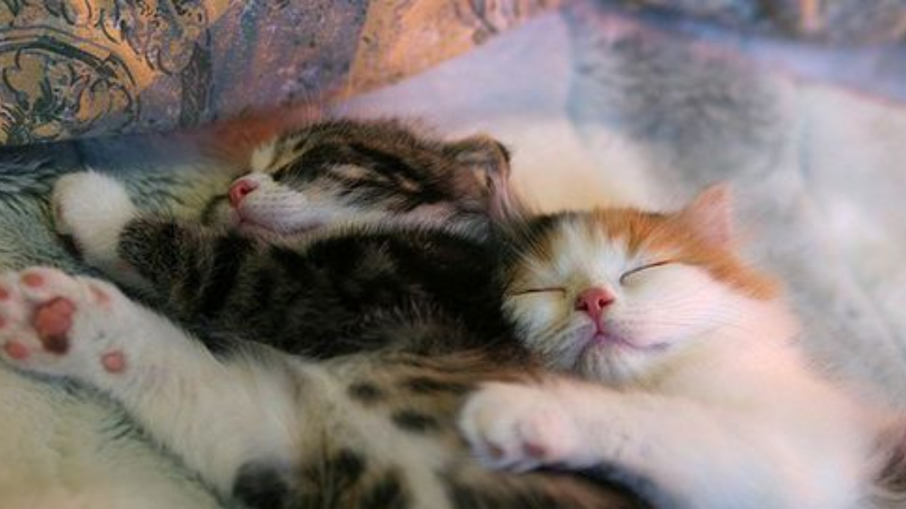 Kediler Neden Çok Uyur (2)