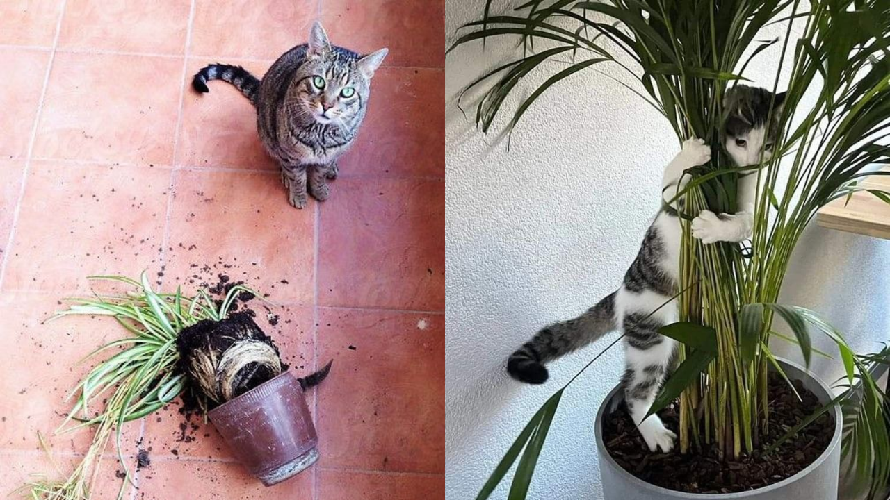 Kediler Neden Çok Uyur (4)