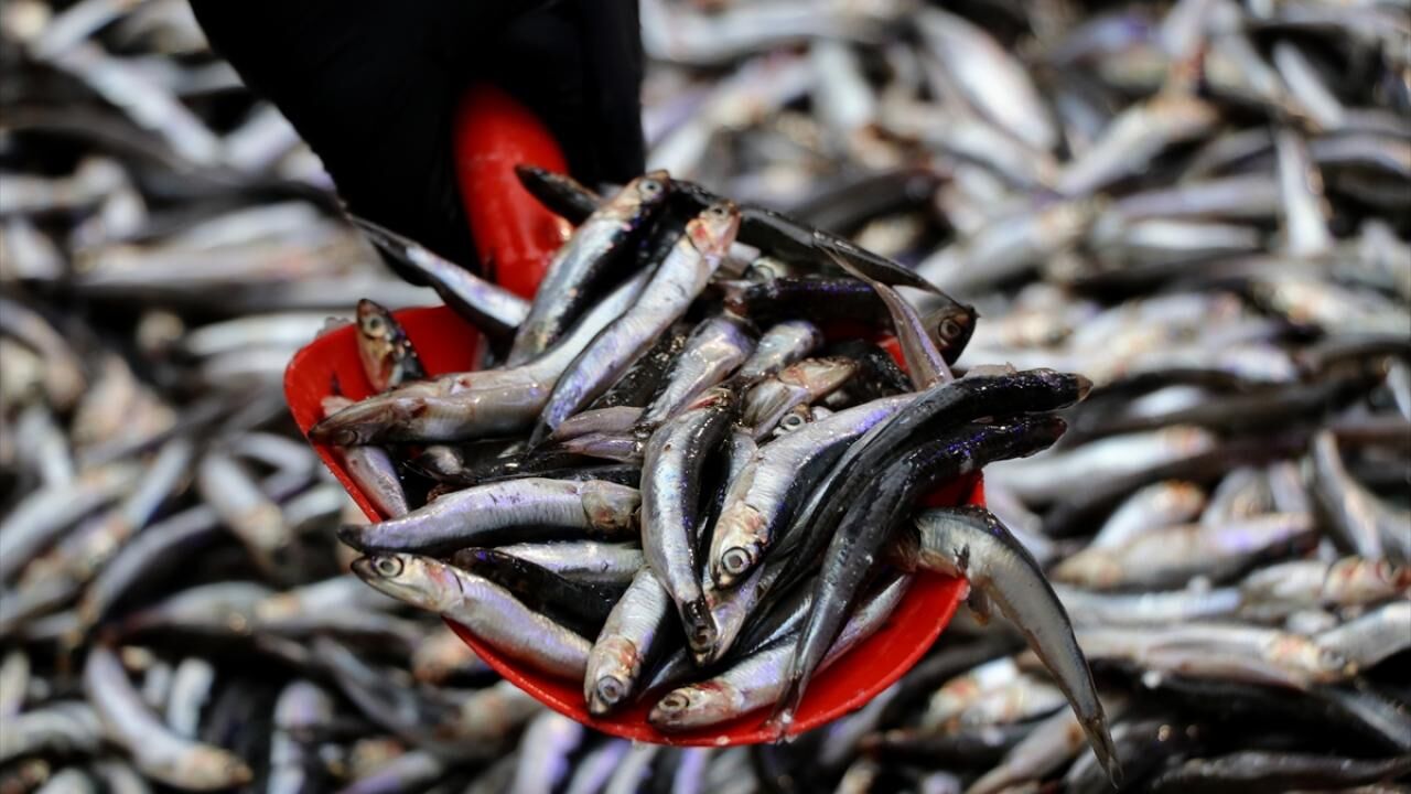 Rüyada Balık Görmek Ne Anlama Gelir? 2