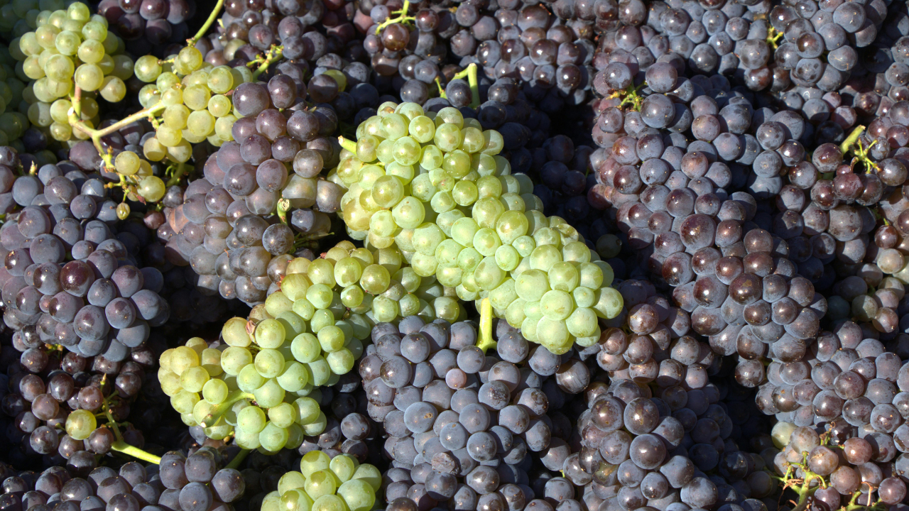 Rüyada Kuru Üzüm Yemek Ne Anlama Gelir (1)