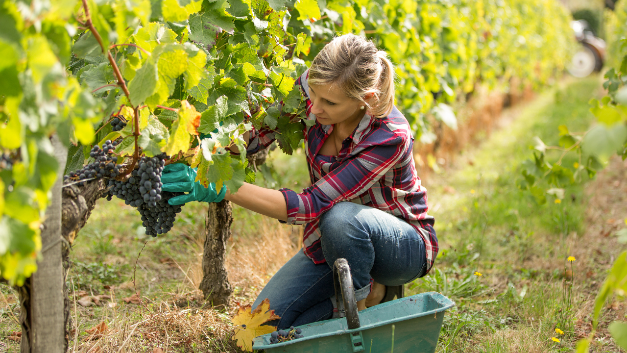 Rüyada Kuru Üzüm Yemek Ne Anlama Gelir (2)
