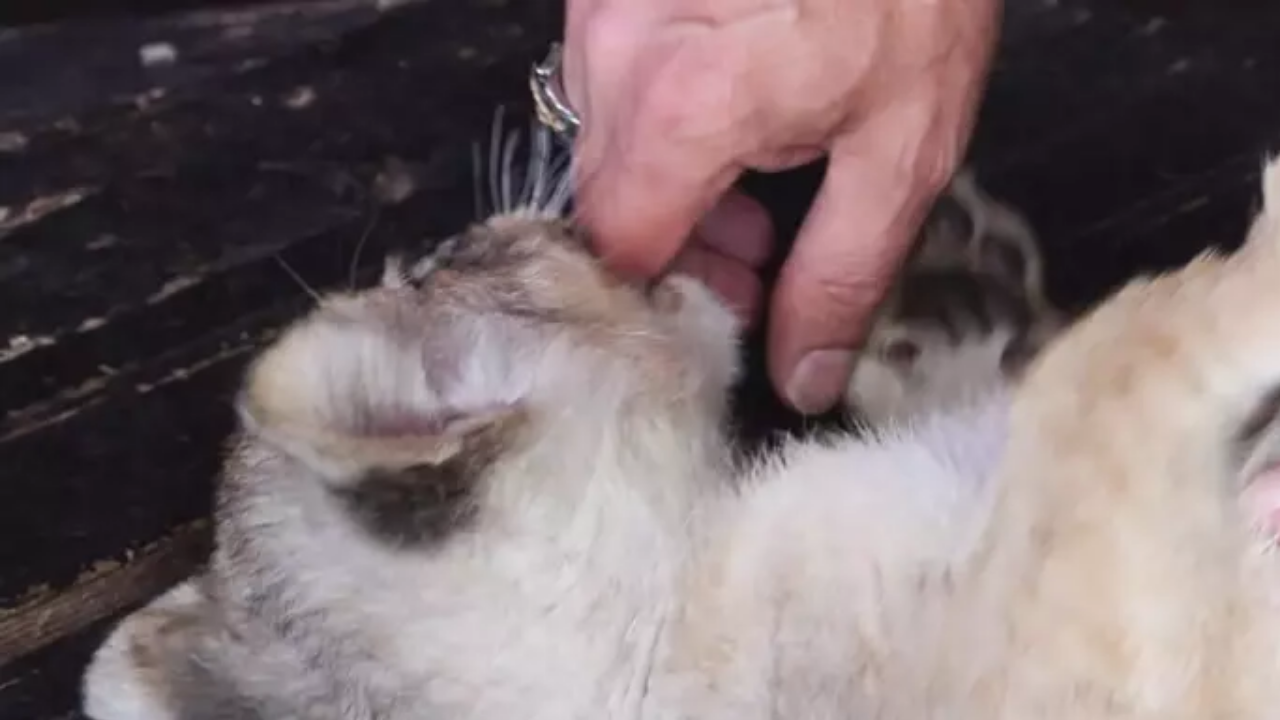 Tuzla’da Kaçak Aslan Yavrusu Ele Geçirildi! Yavruya Hugo İsmi Verildi! (2)