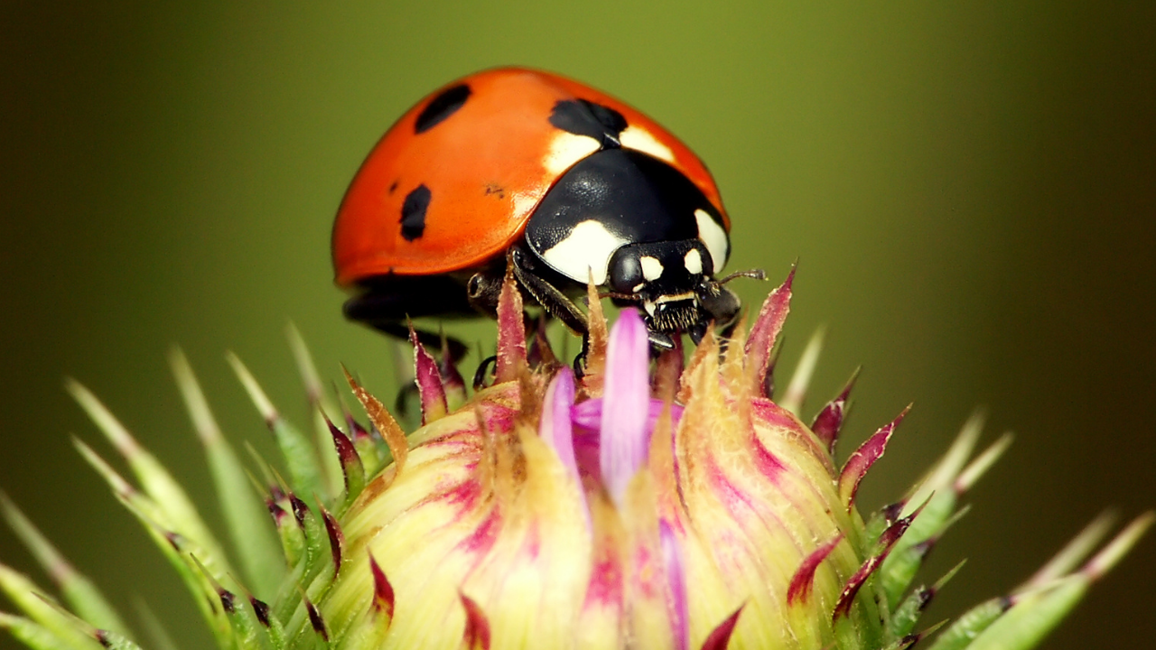 Uğur Böcekleri Hakkında 8 Ilginç Gerçek (1)