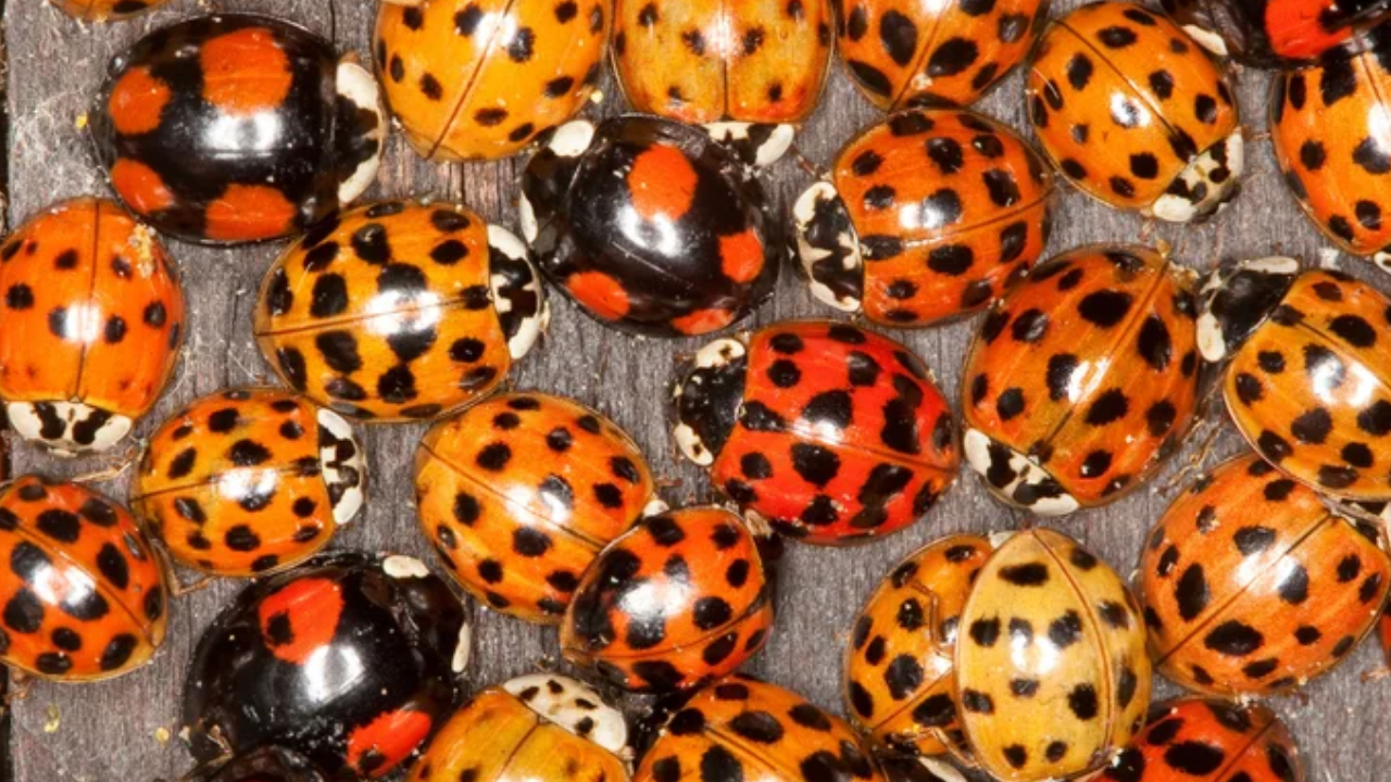 Uğur Böcekleri Hakkında 8 Ilginç Gerçek (2)