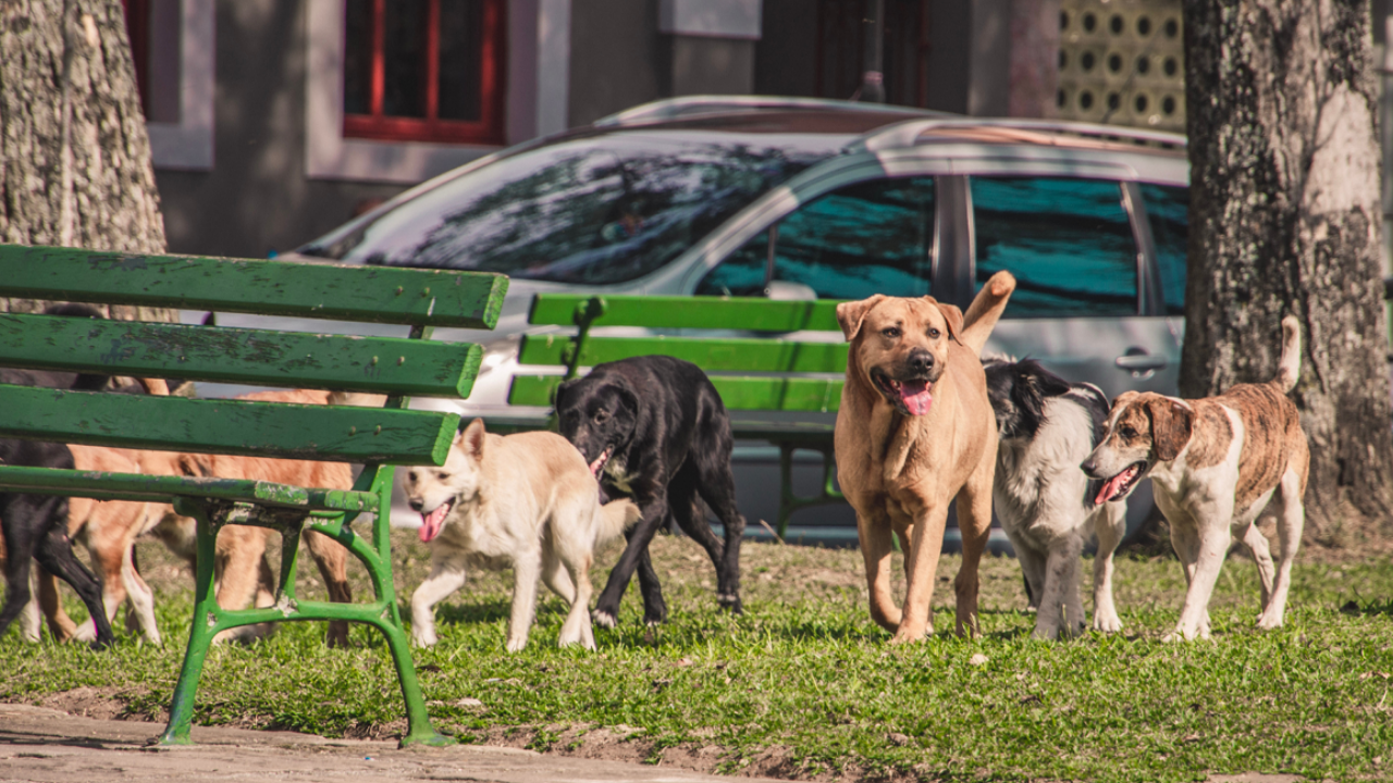 150 Avukattan İstanbul Valiliği'ne Suç Duyurusu Sokak Hayvanlarını Beslemeyi Yasaklayamazsınız (1)
