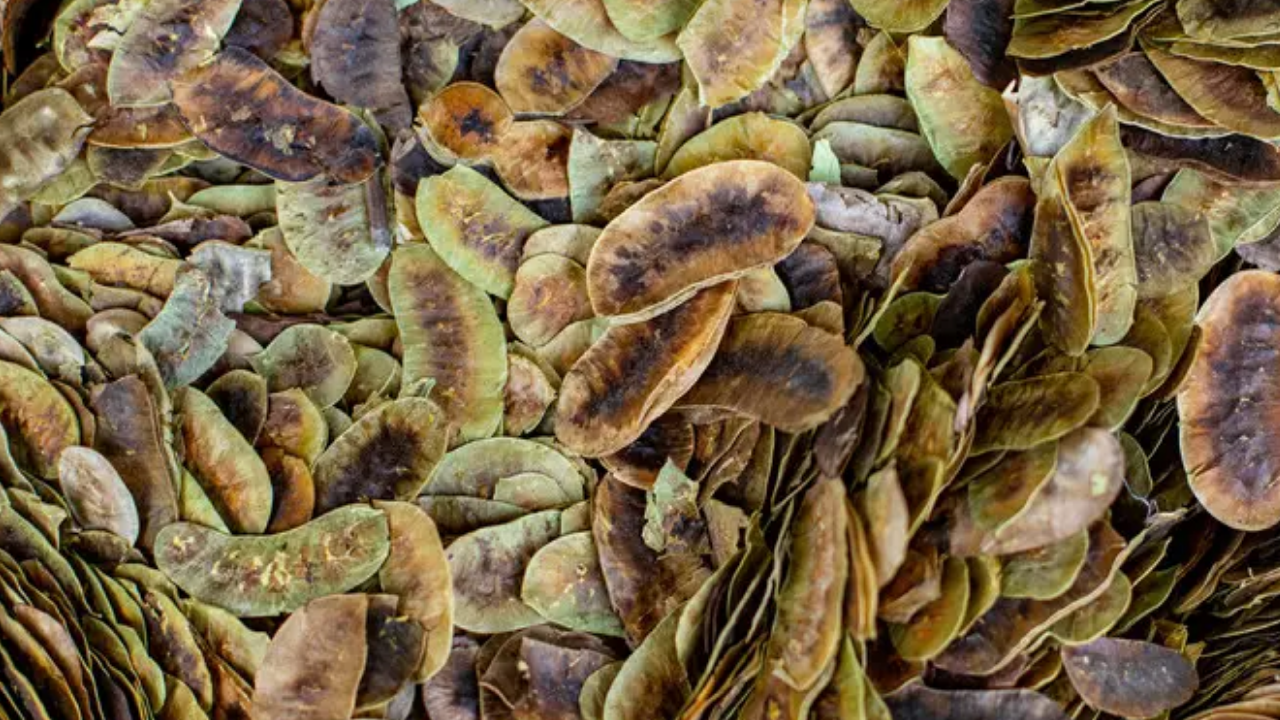 Açlık Otunun Zararları! Kilo Mu Verdiriyor, Bağırsak Tembelliği Mi Yapıyor