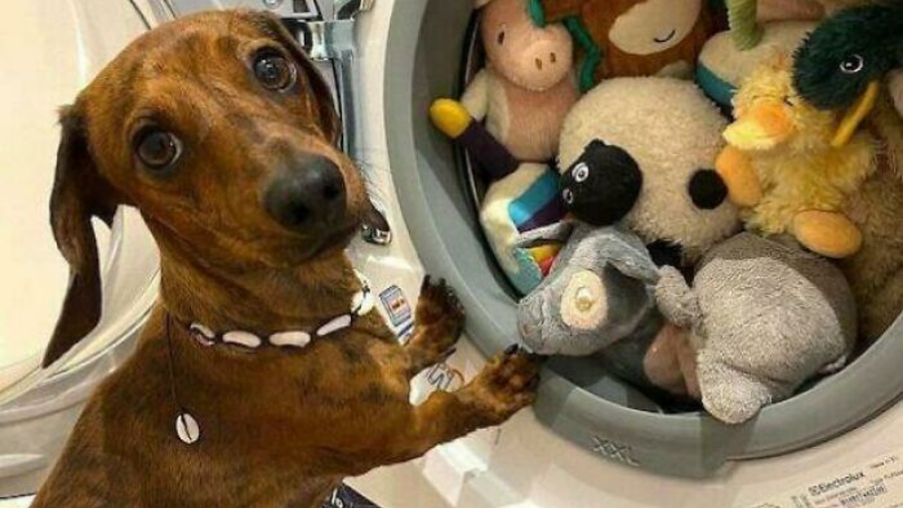 Bilim 2025’Te Evcil Hayvanlar Hakkında Bildiklerimizi Altüst Etti (1)