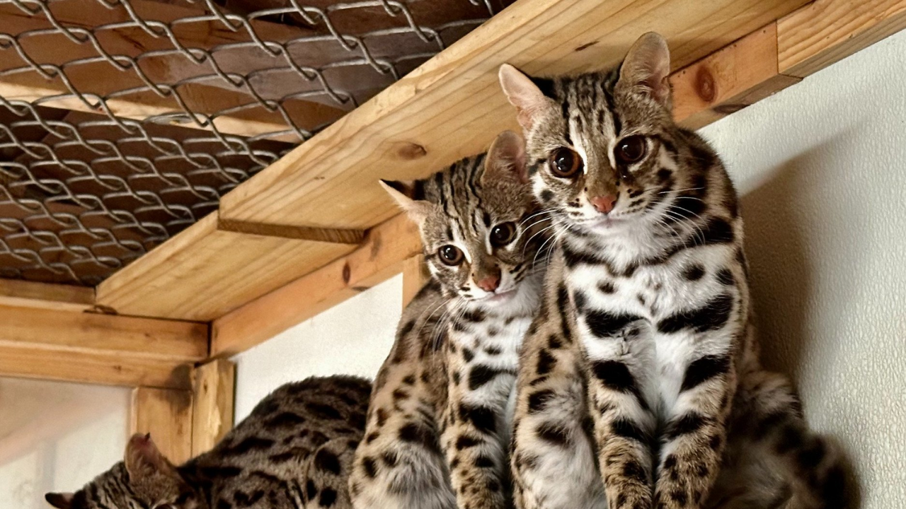 Bilim 2025’Te Evcil Hayvanlar Hakkında Bildiklerimizi Altüst Etti (2)