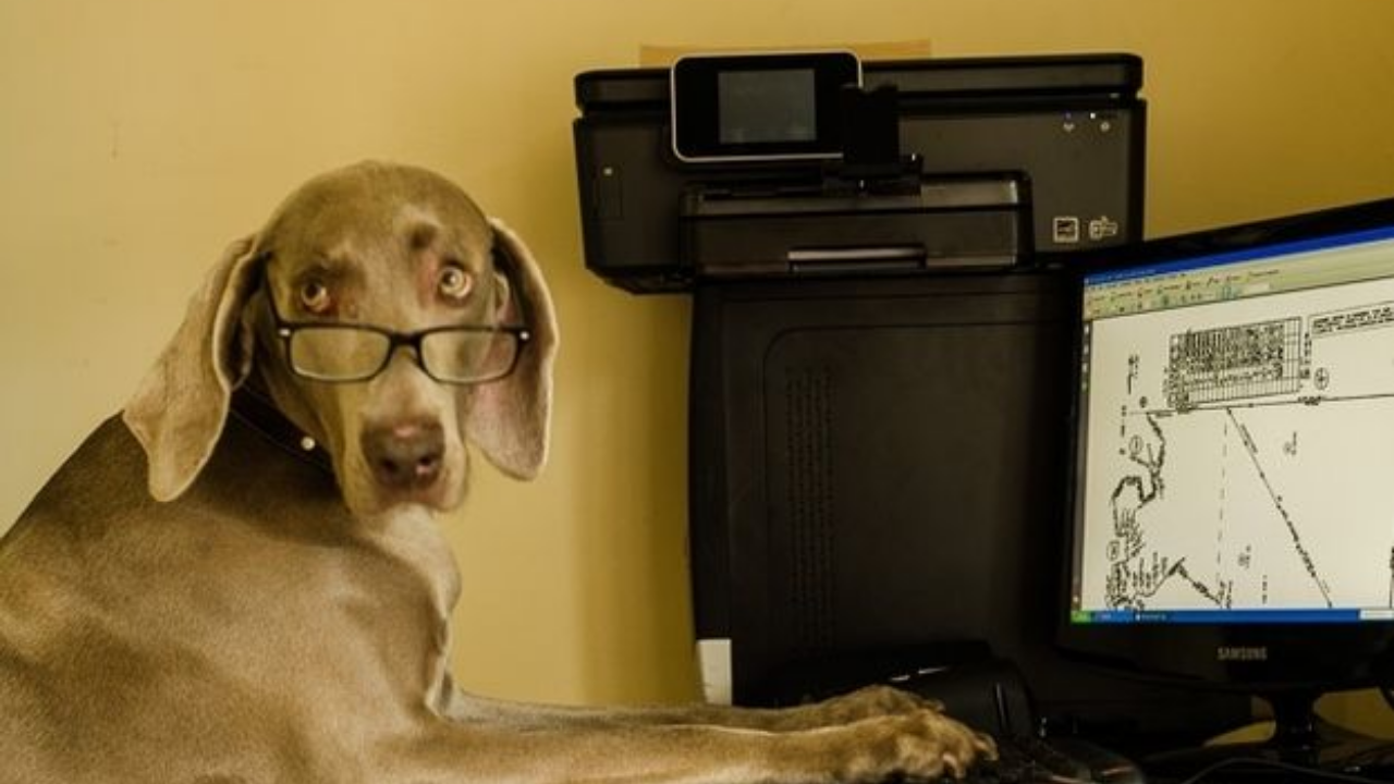 Bilim 2025’Te Evcil Hayvanlar Hakkında Bildiklerimizi Altüst Etti (6)