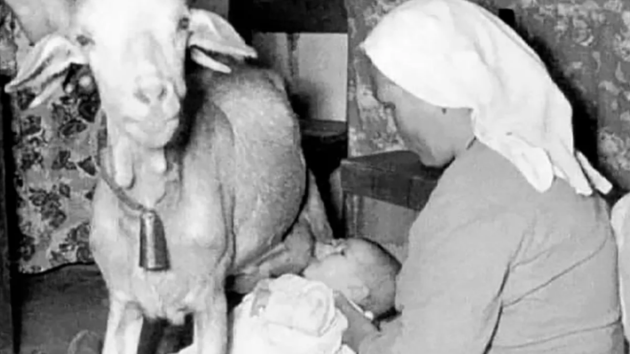 Eskiden Keçiler Süt Anne Olarak Kullanılıyormuş!