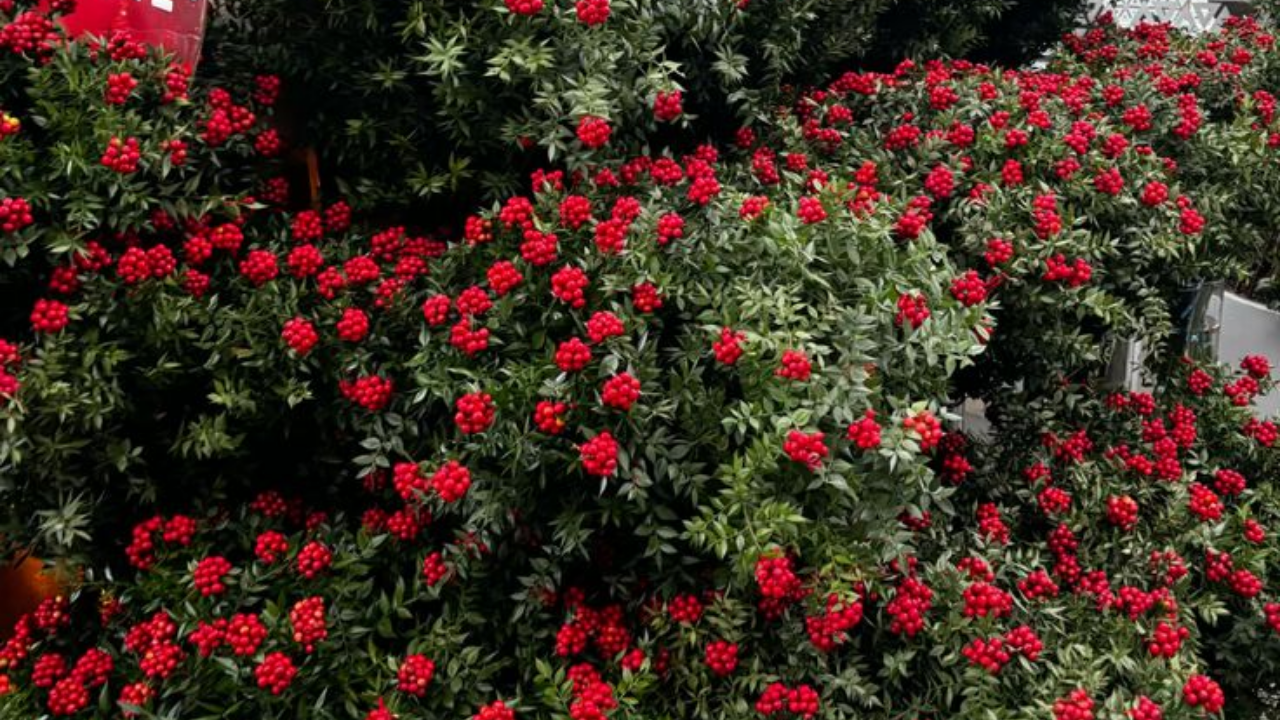 Evinde Kedi Köpek Besleyenler Dikkat! Kokina Evcil Hayvanlar Için Zehirli