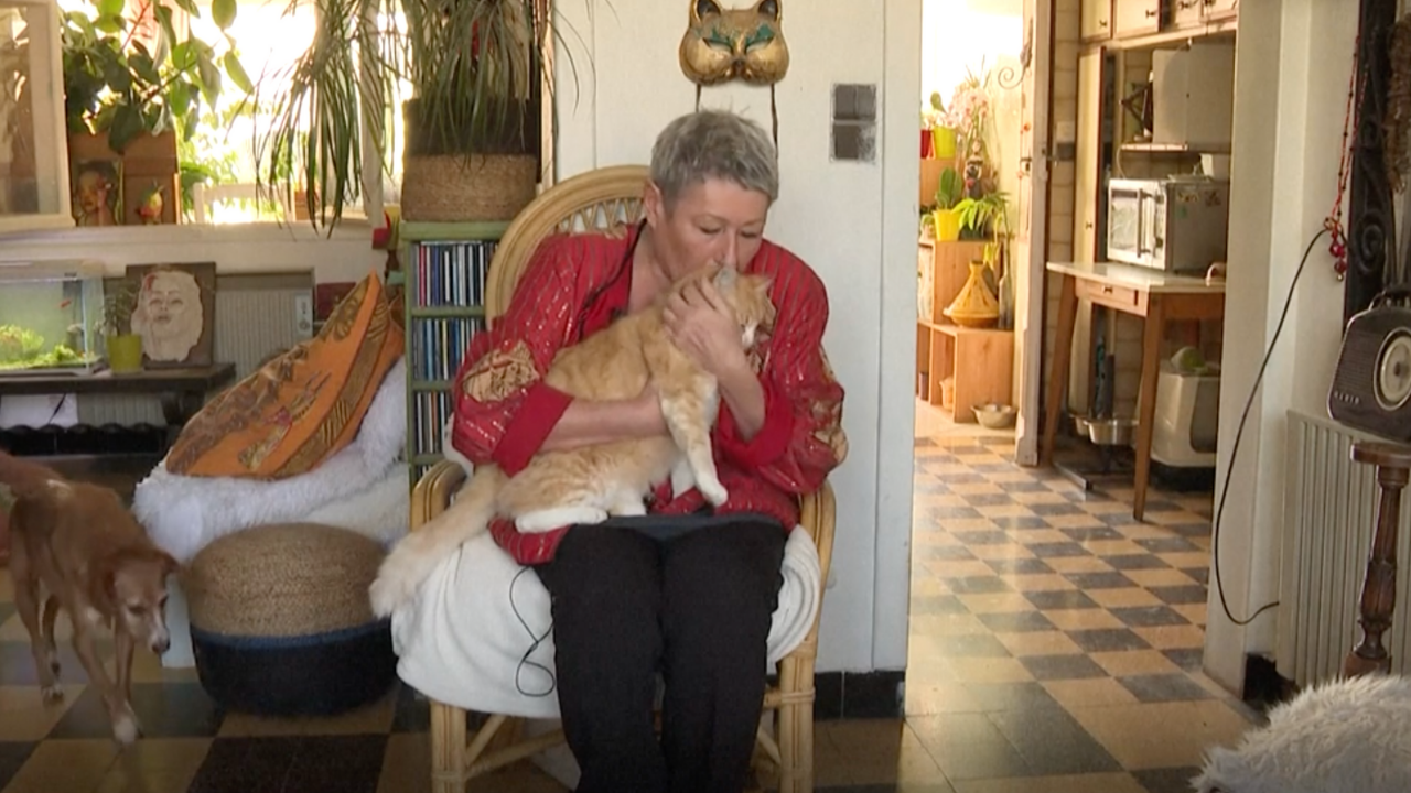 Fransa’da Komşusunu Rahatsız Eden Kediye Mahkemeden Ev Hapsi (1)