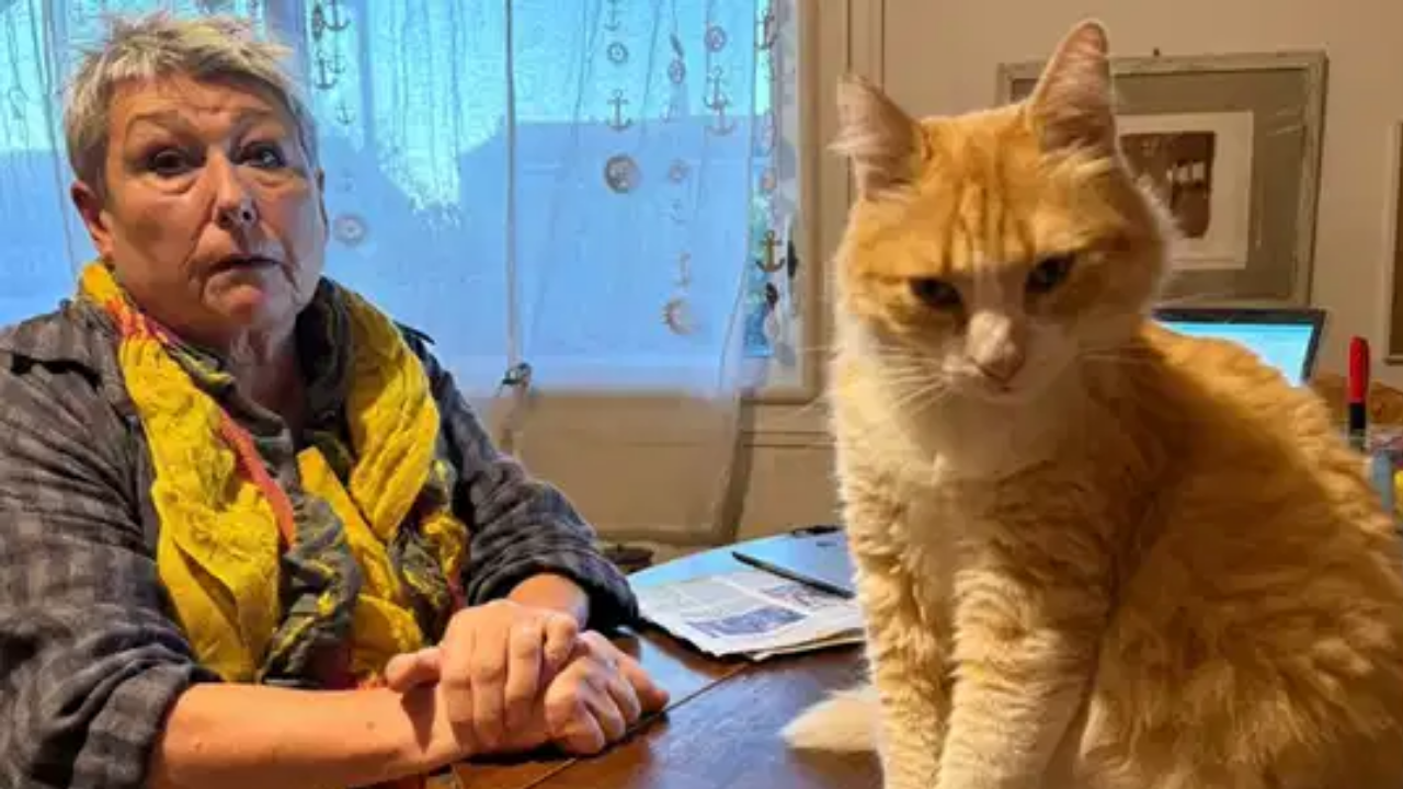 Fransa’da Komşusunu Rahatsız Eden Kediye Mahkemeden Ev Hapsi (2)