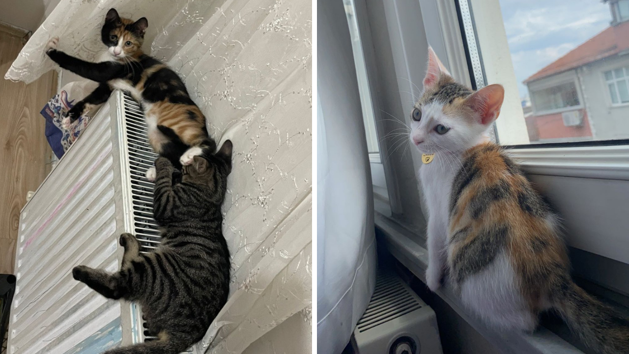 İnsan Ve Kediler Yüzde 90 Dna Paylaşıyor (1)