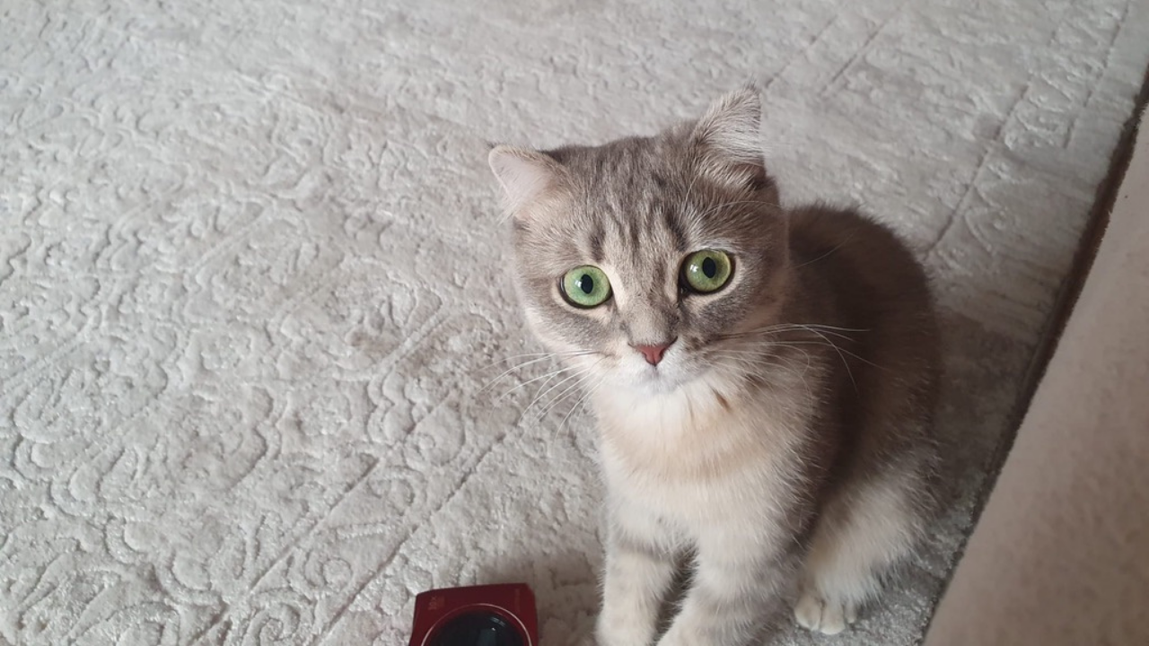 İnsanlar Kedileri Neden Bu Kadar Çok Seviyor (1)