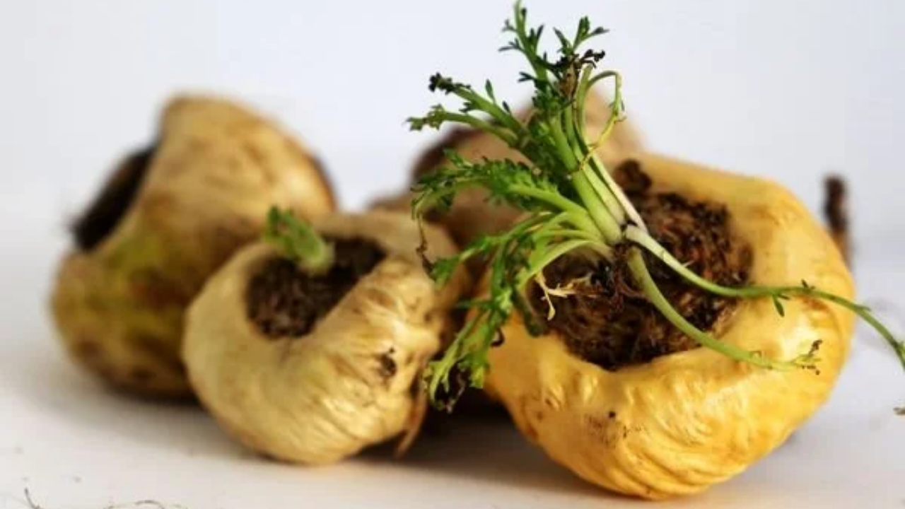 Kahve Bağımlılığından Kurtaran 5 Doğal Ve Kafeinsiz Alternatif