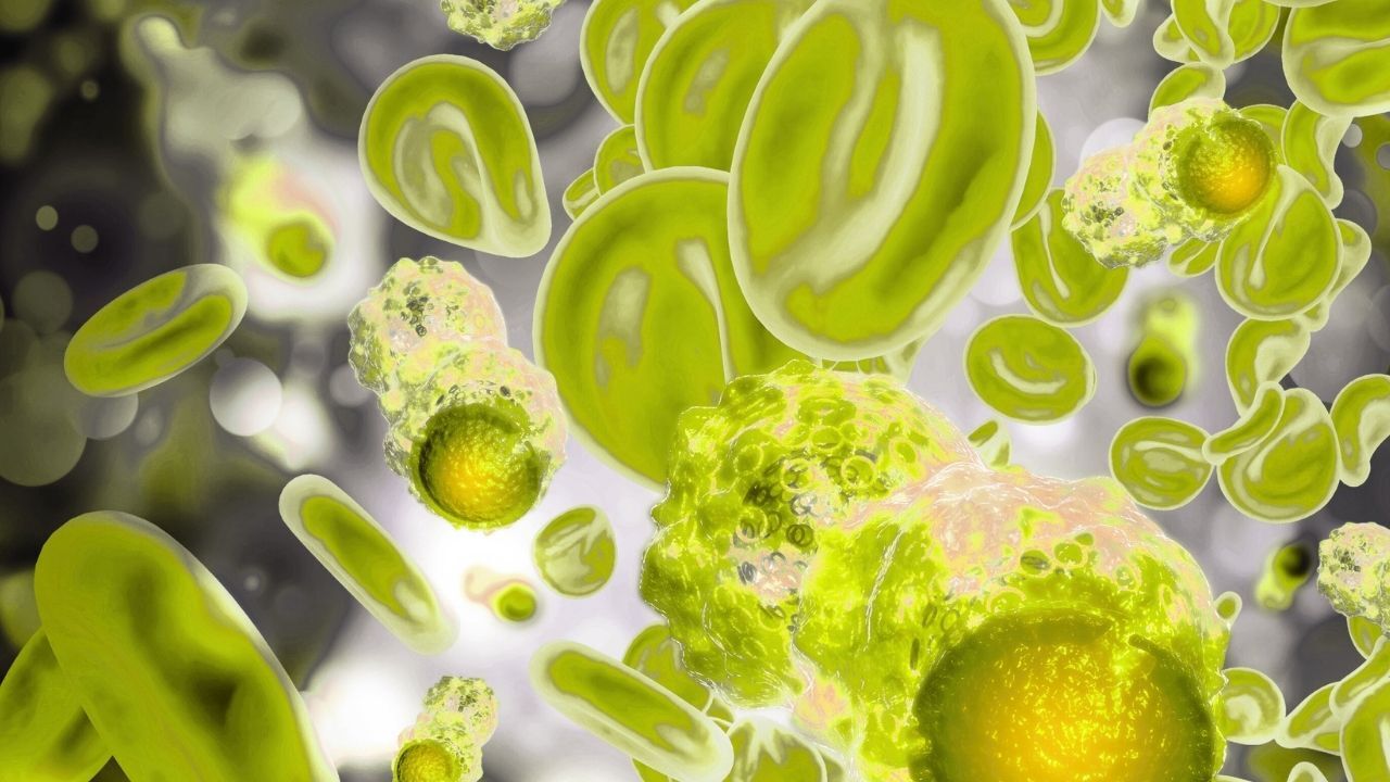 Kanser Tedavisinde Umut Veren Gelişme Kas Erimesini (Kaşeksi) Önleyen Akıllı Cilt Bandı (1)