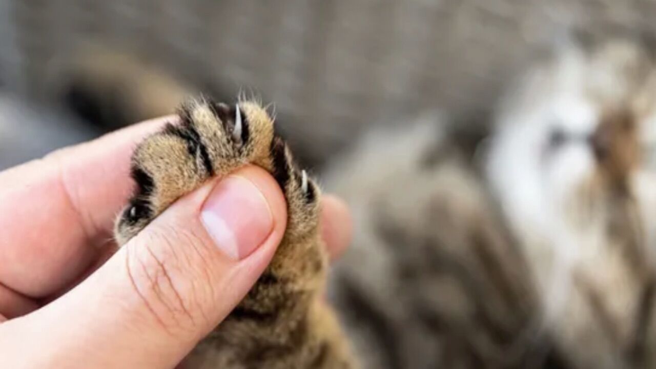 Kediler Bizi Neden Yoğurur 2