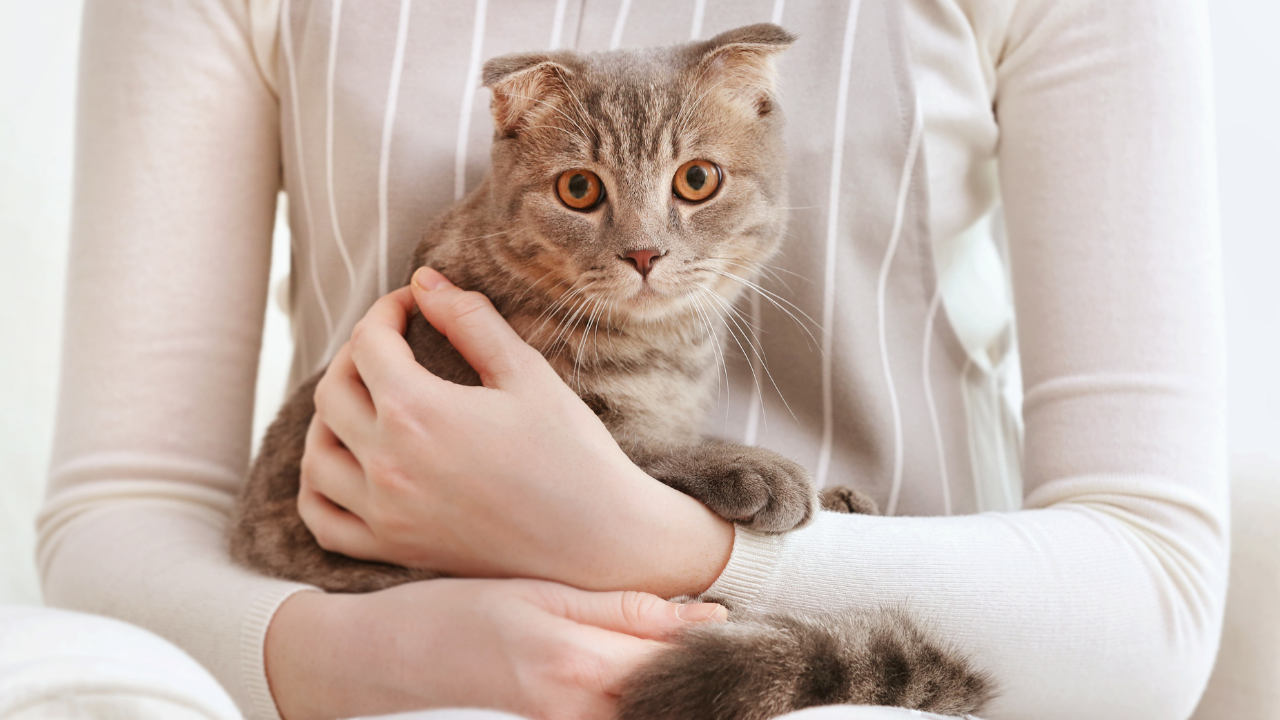 Kediler Favori Insanlarını Nasıl Belirliyor Bilim Açıklıyor (1)