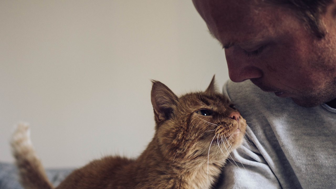 Kediler Favori Insanlarını Nasıl Belirliyor Bilim Açıklıyor (2)