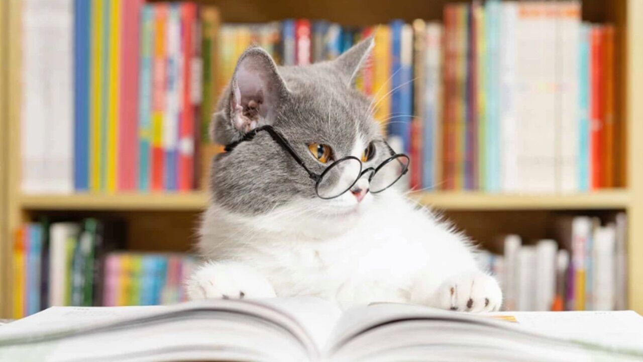 Kediler Mi Daha Zeki Köpekler Mi