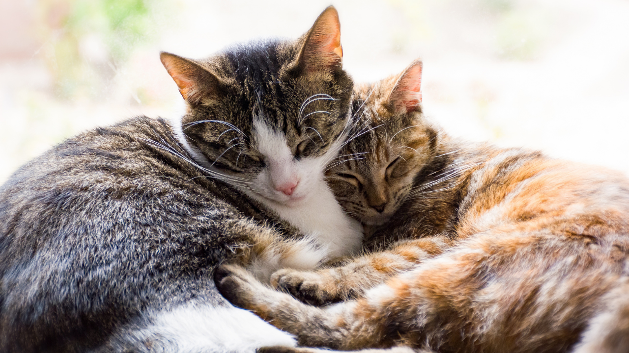 Kediler Nasıl Evcilleşti Kedilerin Dünyayı Ele Geçirme Hikâyesi (1)