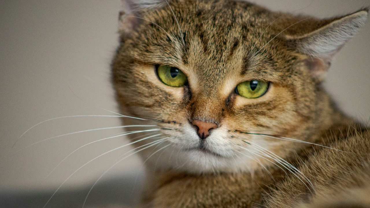 Kediler Nasıl Evcilleşti Kedilerin Dünyayı Ele Geçirme Hikâyesi (2)