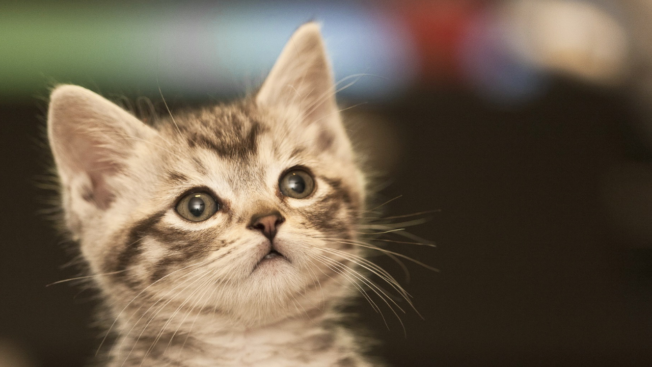 Kediler Nasıl Evcilleşti Kedilerin Dünyayı Ele Geçirme Hikâyesi (3)