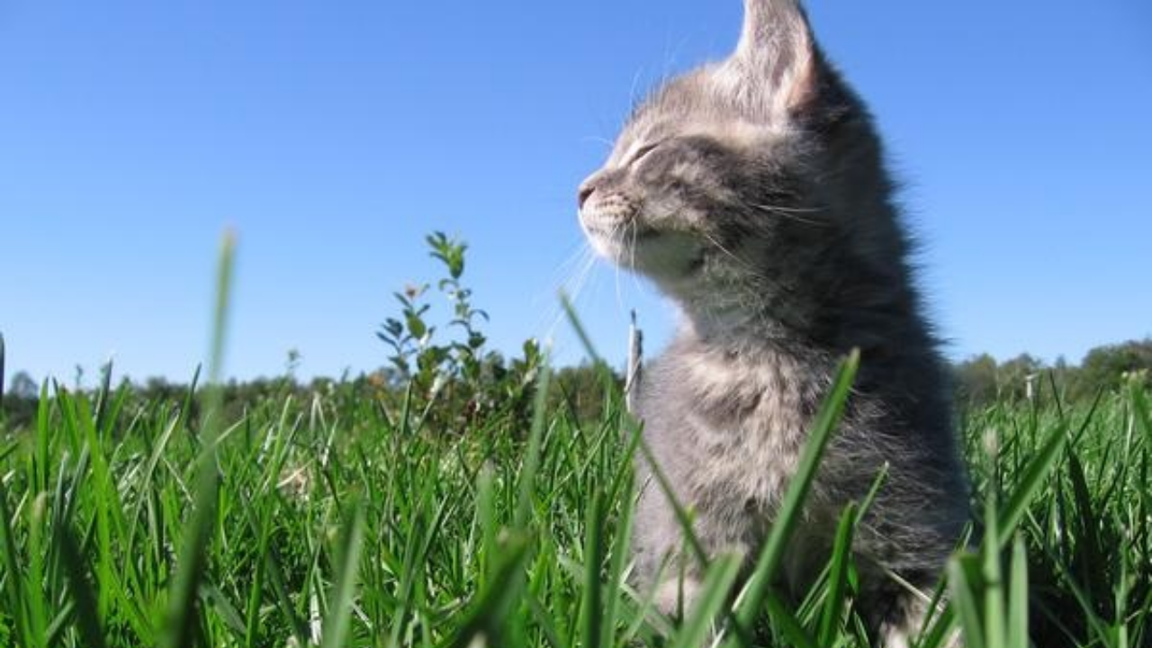 Kediler Neden Dört Ayak Üstüne Düşer (1)