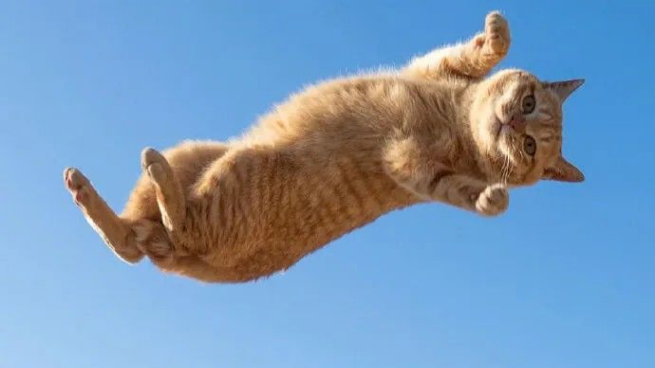 Kediler Neden Dört Ayak Üstüne Düşer (3)