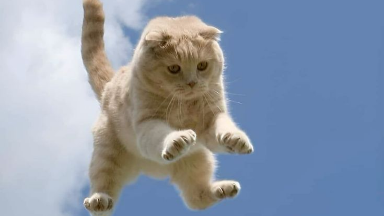 Kediler Neden Dört Ayak Üstüne Düşer (5)