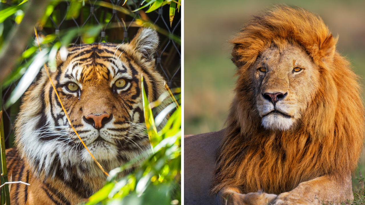 Kediler Neden Dört Ayak Üstüne Düşer (7)
