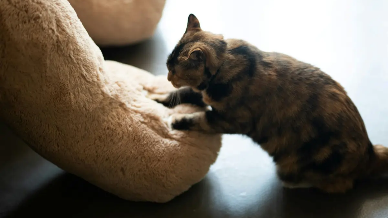 Kediler Neden Patilerini Hamur Yoğurur Gibi Yapar (1)
