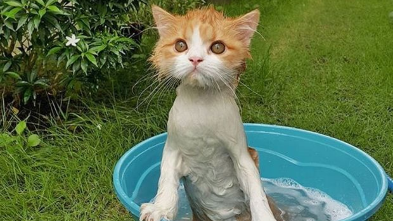 Kediler Neden Suyu Sevmez (3)