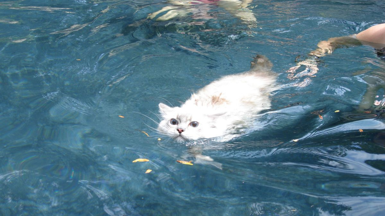 Kediler Neden Suyu Sevmez