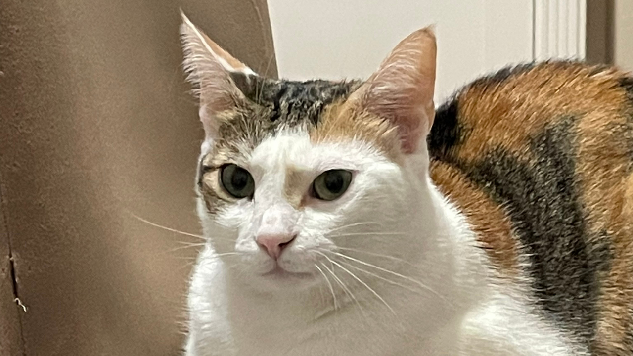 Kedilerin Neden Dokuz Canlı Olduğu Söylenir Efsanenin Kökeni Şaşırtıyor (1)