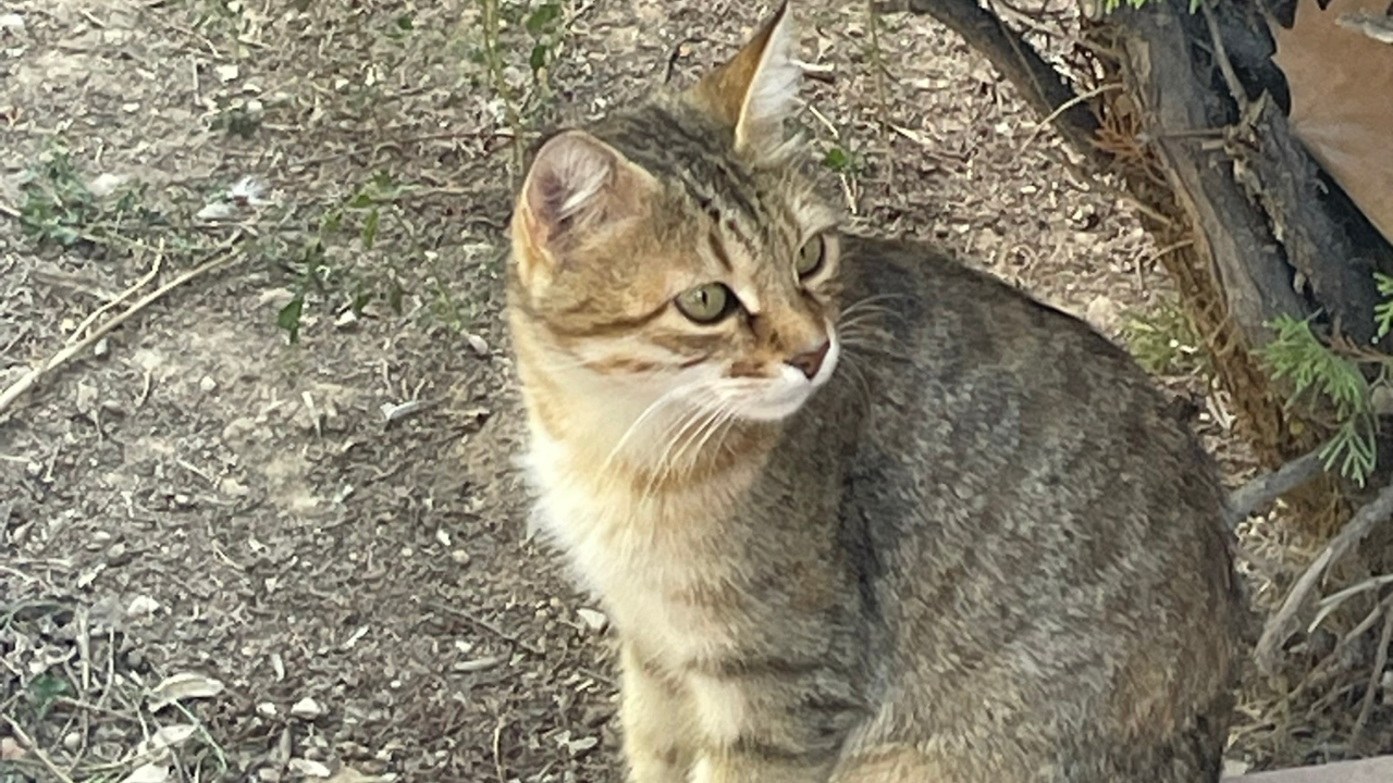 Kedilerin Neden Dokuz Canlı Olduğu Söylenir Efsanenin Kökeni Şaşırtıyor (2)