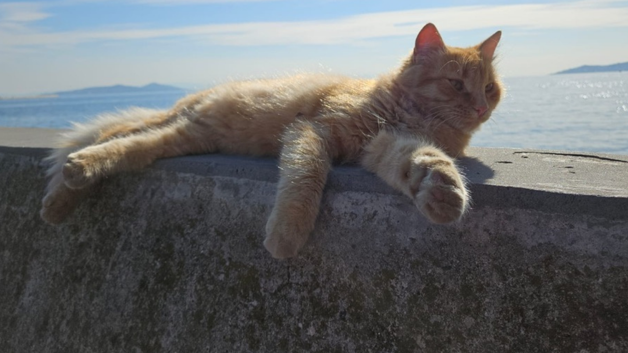 Kedilerin Neden Dokuz Canlı Olduğu Söylenir Efsanenin Kökeni Şaşırtıyor