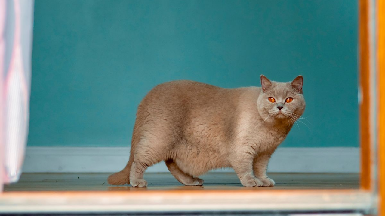 Kedilerin Neden Göbeği Sarkar Obezite Değil! (1)