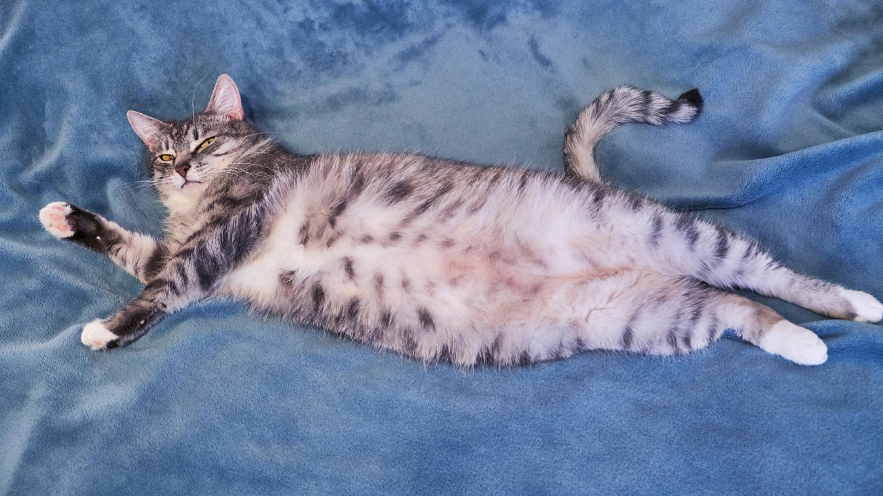 Kedilerin Neden Göbeği Sarkar Obezite Değil! (2)