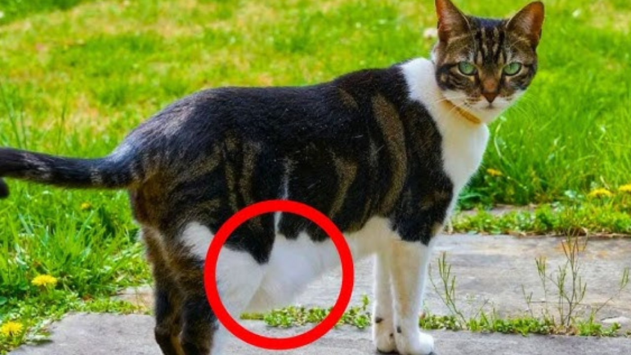 Kedilerin Neden Göbeği Sarkar Obezite Değil! (4)