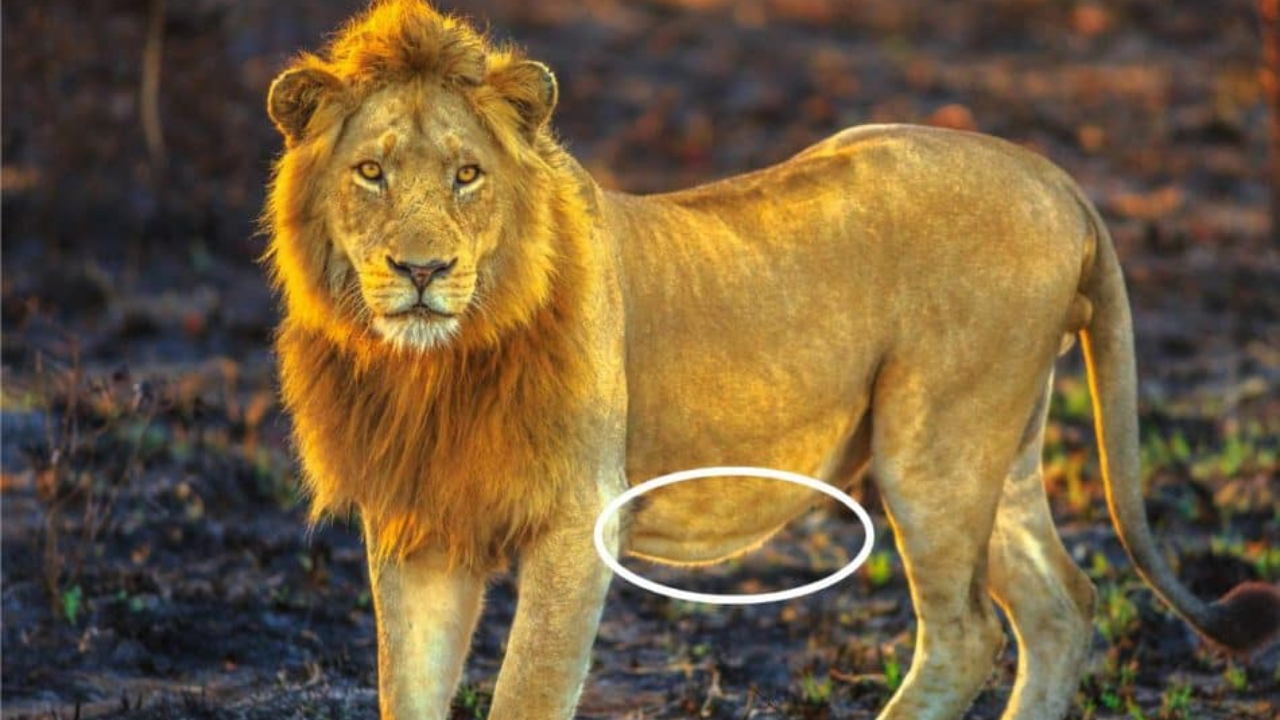 Kedilerin Neden Göbeği Sarkar Obezite Değil! (5)