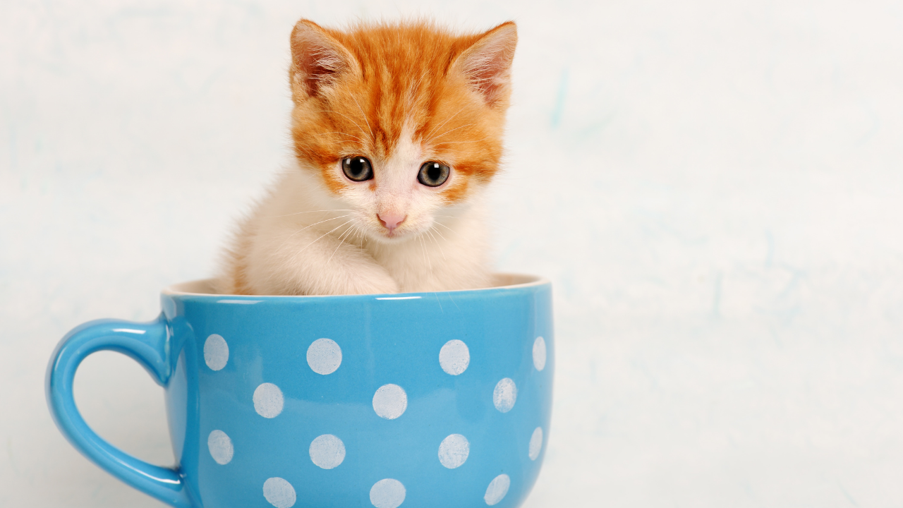 Kediniz Sizi Evet Ya Da Hayır Demeniz Için Mi Eğitiyor (3)